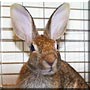 Mr. Bunny