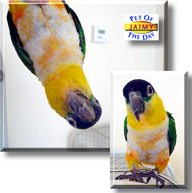 Jaimy, the Pet of the Day