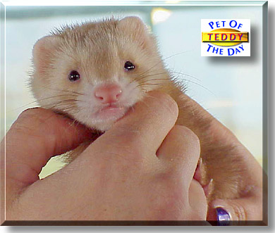 Teddy Bear, the Pet of the Day