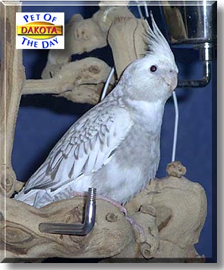 Dakota, the Pet of the Day