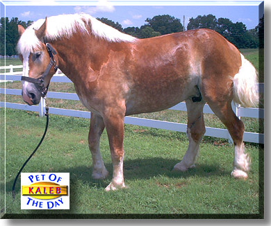 Kaleb, the Pet of the Day