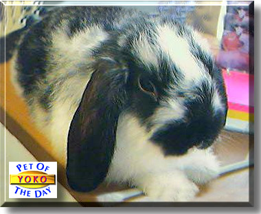 Yoko Ono, the Pet of the Day