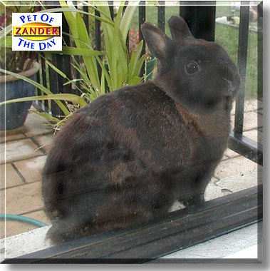 Zander, the Pet of the Day