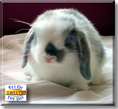 Sweetie, the Pet of the Day