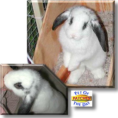 Patches, the Pet of the Day