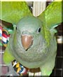 Tiki