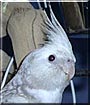 Dakota