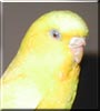 Budgie