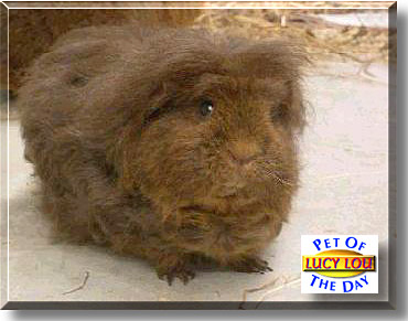 Lucy Lou, the Pet of the Day