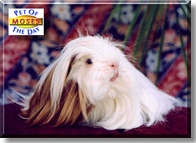 Moses, the Pet of the Day