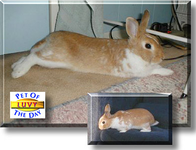 Luvy, the Pet of the Day