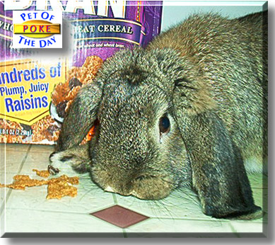 Poke, the Pet of the Day