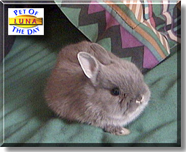 Luna, the Pet of the Day