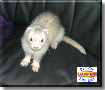 Damien, the Pet of the Day