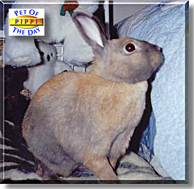 Pippi, the Pet of the Day