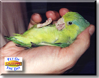 Giuseppe, the Pet of the Day