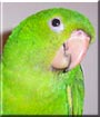 Pickle