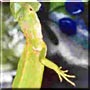 Kermit