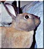 Pippi