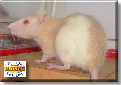 Blondie, the Pet of the Day