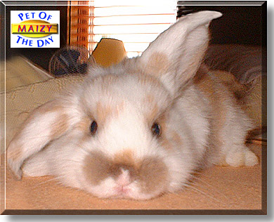 Maizy, the Pet of the Day