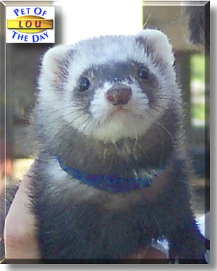 Lou, the Pet of the Day