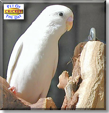 Cricket, the Pet of the Day