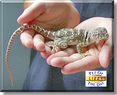 Lizzy, the Pet of the Day