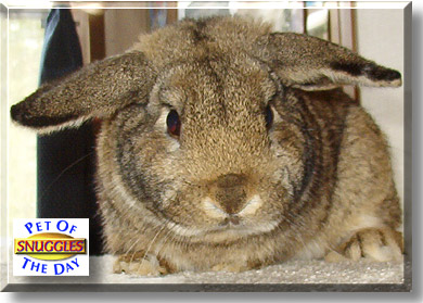 Mr. Snuggles, the Pet of the Day
