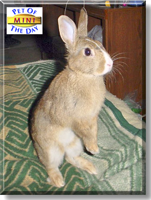 Mini, the Pet of the Day