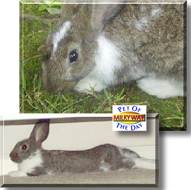 Milky Way, the Pet of the Day