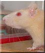 Blondie