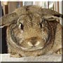 Mr. Snuggles