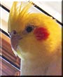 Birdie