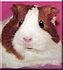 Kipper