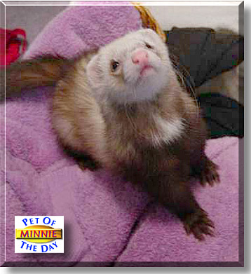 Minnie, the Pet of the Day