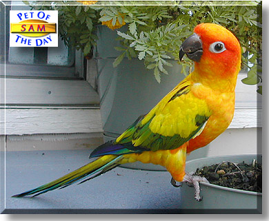Sam, the Pet of the Day