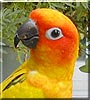 Sam