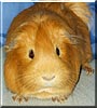 Sammy