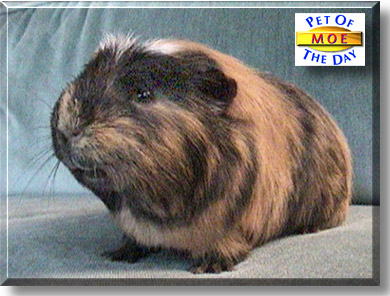 Moe, the Pet of the Day