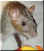 Squirmy