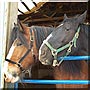 Cleo, Ebony