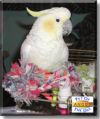 Angus, the Pet of the Day