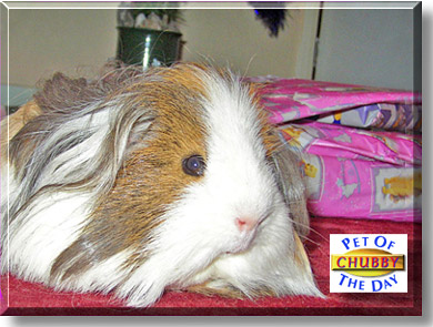 Chubby, the Pet of the Day