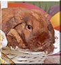 Bunbun