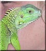 Spike