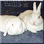 Kally, Hoppy