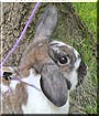Dottie