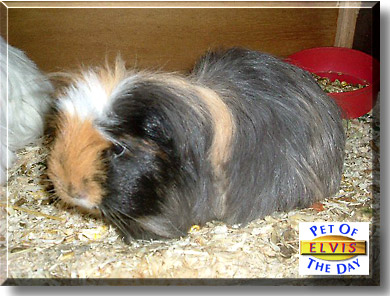 Elvis Parsley, the Pet of the Day