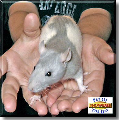 Snowball, the Pet of the Day